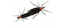 McKee's 37 Road Kill Bug Scrubber (2-Pack) — image 2
